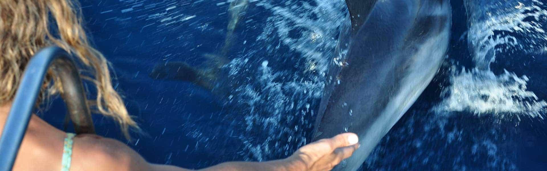 Dolphin Watching Tours Dolphin Watching Tours - Δραστηριότητες στο Λουτράκι