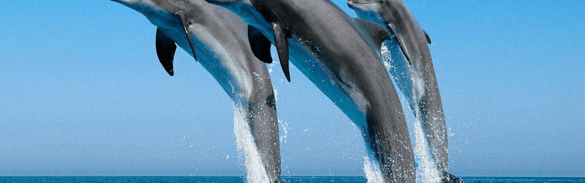 Δελφίνια Κορινθιακός κόλπος Τα Δελφίνια του Κορινθιακού Κόλπου