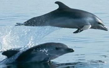 Boat tour - dolphin