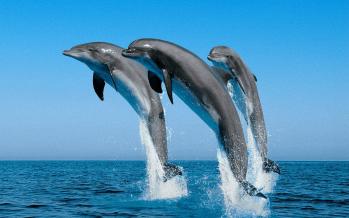 Τα Δελφίνια του Κορινθιακού Κόλπου