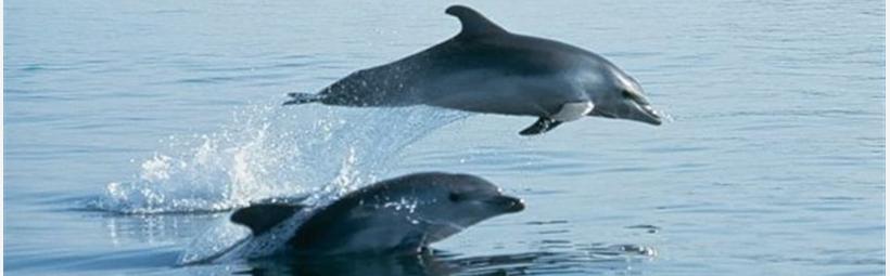 Boat tour - dolphin