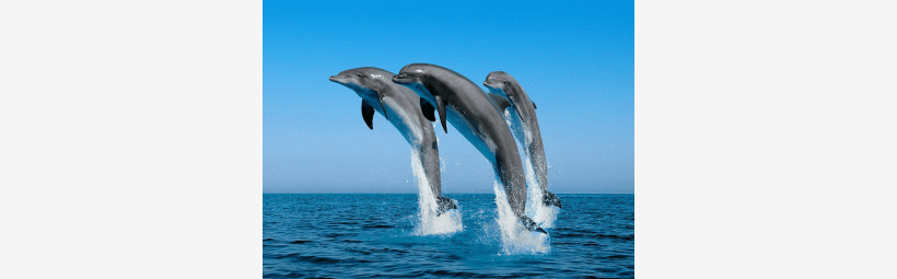 Δελφίνια Κορινθιακός κόλπος Τα Δελφίνια του Κορινθιακού Κόλπου