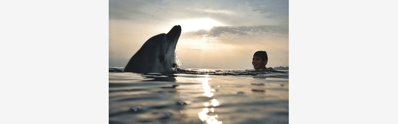 Dolphins Corinthian golf Dolphins in Corinthian golf